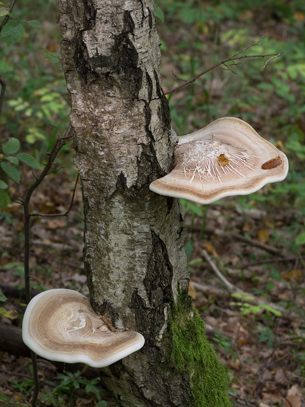 Piptoporus betulinus